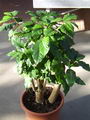 coffee shrub of Arabia,mountain coffee,arabica coffee,کوفه آ اربیکا
